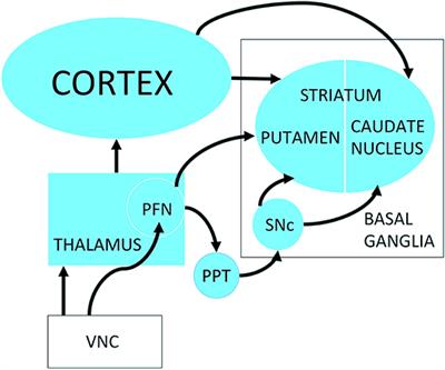 Vestibular Functions and Parkinson's Disease